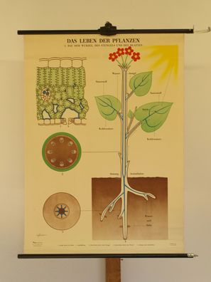 Wandbild Das Leben der Pflanzen Bau Wurzel Stengel Blüte 72x98cm 1955 vintage