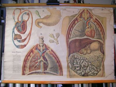 Wandbild Eschner Anatomische Wandtafeln Internist Brust Bauch 95x63 1878 vintage