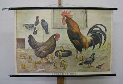 Wandbild Adalbert Pilch Hühner Tauben 100x66cm 1950 vintage Chicken Doves chart