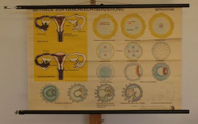 Schulwandbild Schwangerschaft Frau Befruchtung 84x56cm vintage school map 1960