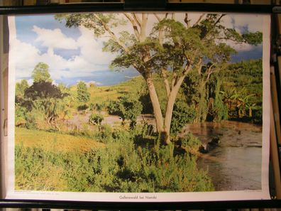 Schulwandbild Wandbild Bild Wald Galleriewald bei Nairobi Kenia Afrika 72x51cm
