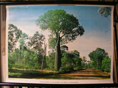 Schulwandbild Wandbild Bild Flaschenbaum Alpin Queensland Australien 71x51cm