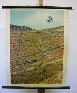 Schulwandbild schöne alte Wandkarte Teeplantage Ostafrika 55x71 vintage map 1961