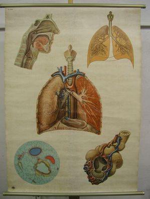 Schulwandbild Wandbild Bild Atmung Lunge Atmungsorgane Rachen Luft 81x112cm Herz