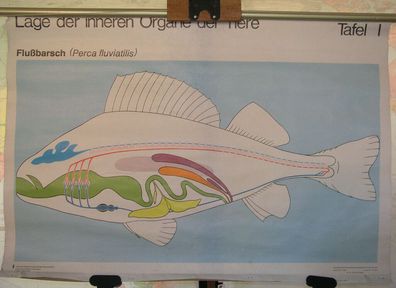 Schulwandkarte Wandkarte Flußbarsch Barsch Fisch Fische innere Organe 94x62cm