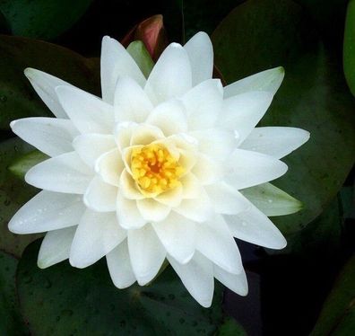 HalbZwerg-Seerose Nymphaea Perrys Double White Seerosen Teichpflanze