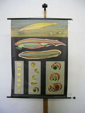 Wandbild JKQ Jung Koch Quentell Lanzettfisch 82x113 1961 vintage Lancelet chart