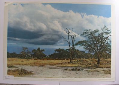 Wandbild Savanne Kilimandscharo Kibo 92x64 1960 vintage wild africa wall chart