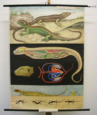 Wandbild JKQ Zauneidechsen 83x114c vintage sand lizard chart 1965 Lacerta agilis