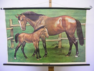 Wandbild Adal. Pilch Pferd Fohlen Stute 98x65 1950 vintage Horse Foal Mare chart