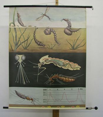 Wandbild JKQ Jung Koch Quentell Stechmücke 83x108cm 1964 vintage Mosquito chart