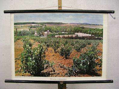 Schulwandbild Wandbild Bild Wein Weinanbau Savignon Dominus Australien 75x52
