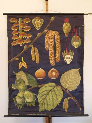 schönes Wandbild JKQ Haselnußstrauch 83x108cm vintage plants chart 1970 Hazelnut