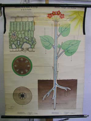 Wandbild Wurzel Stengel Blattbau 70x94cm 1967 vintage Root Plant stem Leaf chart