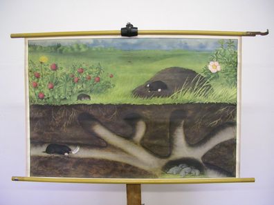 Wandbild Maulwurf Spitzmaus 97x64cm 1954 vintage Molehill and Shrew-Mouse chart