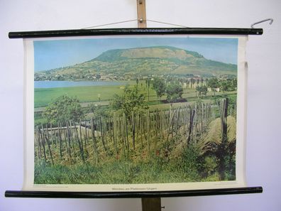 schönes altes Wandbild Weinanbau Plattensee Ungarischer Reben 75x51 vintage 1958