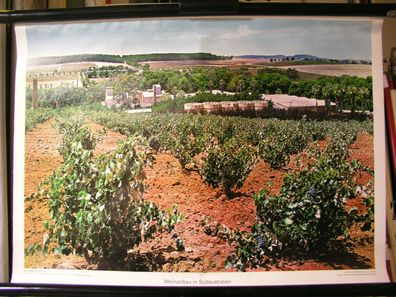 Schulwandbild Wandbild Bild Wein Weinanbau in Südaustralien Australien 72x51cm