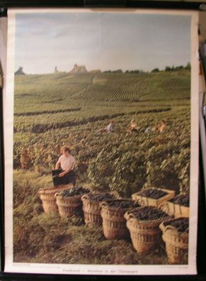 Schulwandbild Wandbild Bild Wein Frankreich Weinlese in der Champagne 52x72cm
