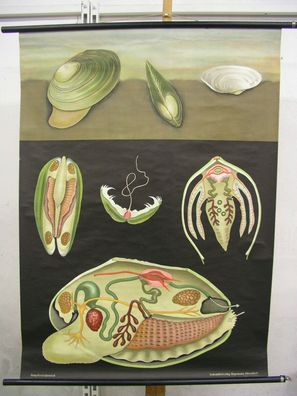 Schulwandbild JKQ Teichmuschel Muscheln Feinschmecker 82x112 1970 swan mussel