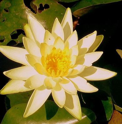 Seerose Nymphaea "Colonel A. J. Welch Seerosen Teichpflanze Teichpflanzen