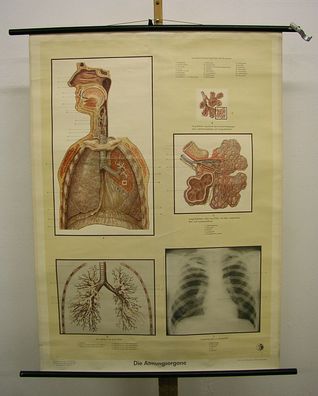 Wandbild schöne Karte Atmung Lunge Innere Medizin Internist 84x115 vintage 1954