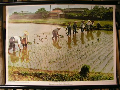 Schulwandbild Wandbild Altes Bild Japan Japanerinnen Reispflanzen Asien 71x51cm