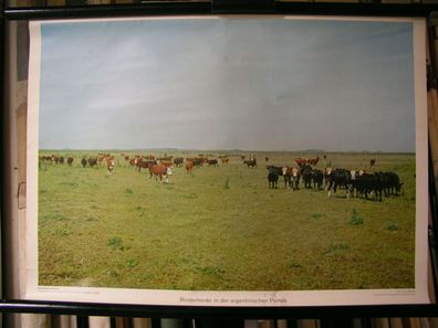 Wandbild Rind Rinderherde Argentinien Pampa Südamerika 72x51cm vintage 1960