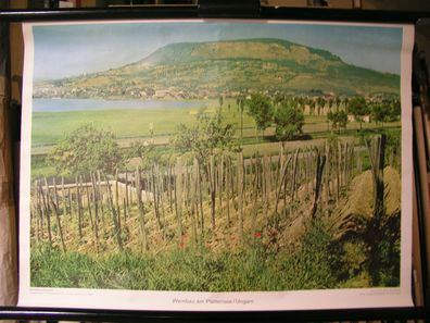 Schulwandbild Wandbild Bild Wein Weinanbau Plattensee BalatonUngarn Europa 72x52