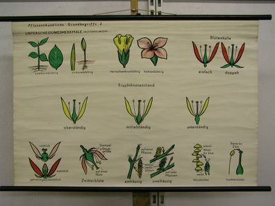 Schulwandkarte Wandkarte Pflanzenkunde Blumen Pflanzen Gärtner Florist 96x65cm