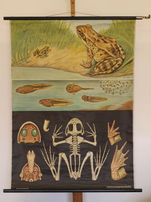 altes Wandbild JKQ Brauner Grasfrosch 83x112 1970 vintage animal pic common frog