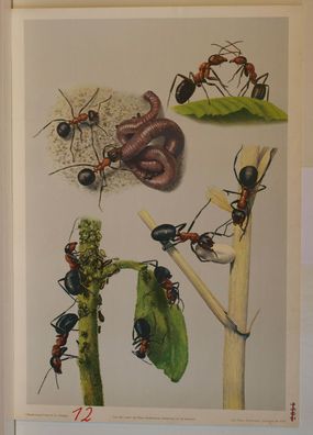 Wandbild Aus dem Leben der Roten Waldameise 64x92cm 1961 vintage red wood ant