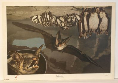 Wandbild Fledermäuse Flattermaus Poster Schulmann 4089 92x64 1957 vintage batman