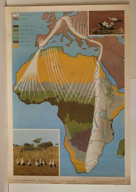 Wandbild Europa Afrika Zug des Weißstorchs Vogelzug Storch 64x92 vintage 1968