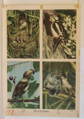 Wandbild Vögel Vogel Specht Kuckkuck Kischkernbeißer Poster 64x92cm vintage 1954