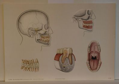 Wandbild Das menschliche Gebiss Dental Zahnarzt 92x64cm Poster vintage 1966