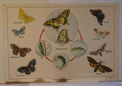 Wandbild Lebenslauf Schmetterling Schwalbenschwanz Poster 92x64cm vintage 1950