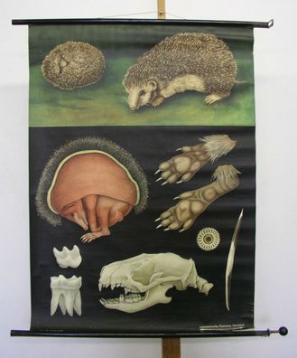 schönes Wandbild JKQ Igel Hedgehog hérisson ericius 83x112 vintage animals 1960