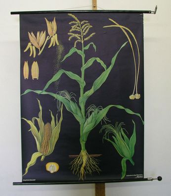 schönes Wandbild JKQ Mais Maize cornflakes 83x114cm 1967 vintage plants pictures