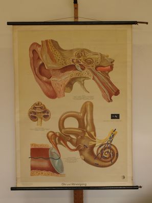 Ohren Gehör HNO-Arzt Hören Akustik Hörer 1952 Schulwandbild Wandbild 83x113cm