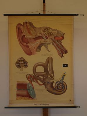 Ohren Gehör HNO-Arzt Hören Akustik Hörer 1952 Schulwandbild Wandbild 80x112cm