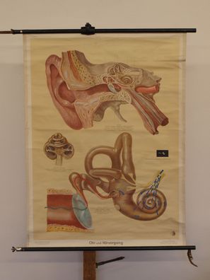 Ohren Gehör HNO-Arzt Hören Akustik Hörer 1952 Schulwandbild Wandbild 85x113cm