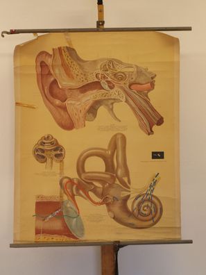 Ohren Gehör HNO-Arzt Hören Akustik Hörer 1952 Schulwandbild Wandbild 82x103cm