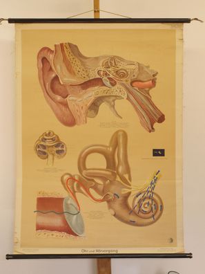 Ohren Gehör HNO-Arzt Hören Akustik Hörer 1952 Schulwandbild Wandbild 83x114cm