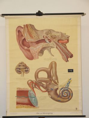 Ohren Gehör HNO-Arzt Hören Akustik Hörer 1952 Schulwandbild Wandbild 86x114cm