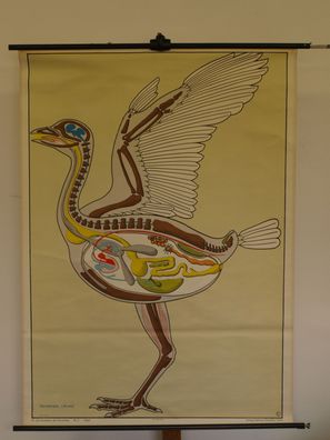 Vögel Lips Aves Baupläne des Tierreiches 1970 Schulwandbild Wandbild 99x137cm