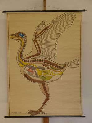 Vögel Lips Aves Baupläne des Tierreiches 1970 Schulwandbild Wandbild 97x134cm