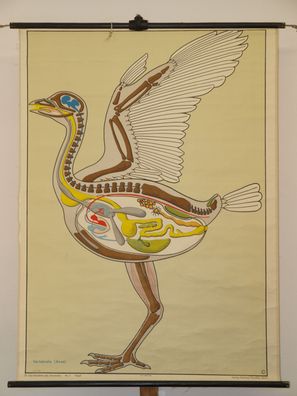 Vögel Lips Aves Baupläne des Tierreiches 1970 Schulwandbild Wandbild 100x135cm