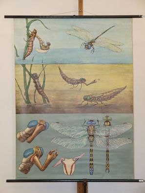 Jung Koch Quentell Tierbild Blaue Libelle 1965 Schulwandbild Wandbild 83x113cm