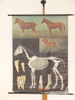 Jung Koch Quentell Tierbild Pferd 1968 Schulwandbild Wandbild 83x114cm