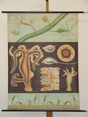 Jung Koch Quentell Tierbild Süßwasserpolyp Hydra 1965 Schulwandbild Wandbild 83x113cm